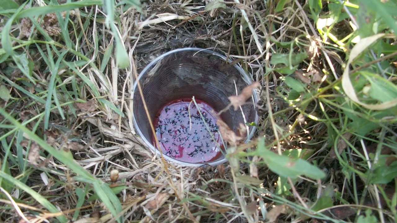Impact of soil and vegetation management on vineyard arthropods and vine physiology