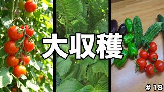 【何もない日常系】お庭のVLOG18