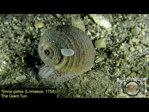 Caracola barril