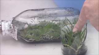 Removing Orchids From Flask