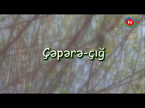 Çəpərə-çığ televiziya filmi
