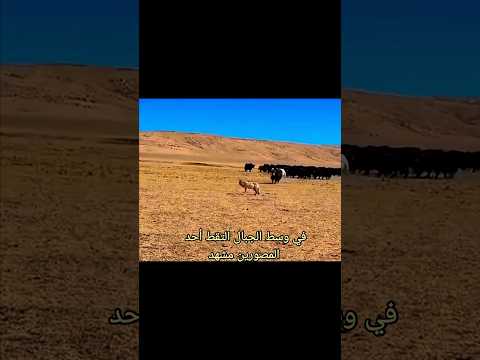 طريقة ذكية من الذئب للبقاء على قيد الحياة!!