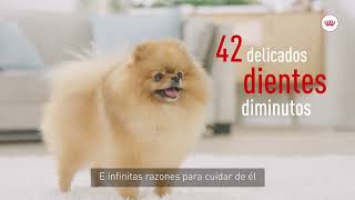 Royal Canin Nuevo alimento Pomeranian Adult de Royal Canin anuncio