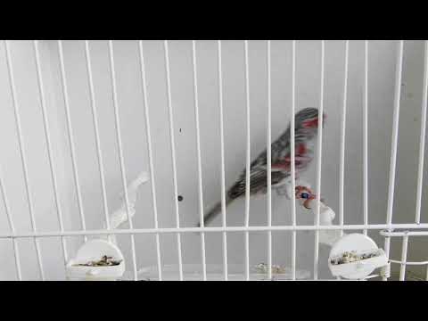 Αχάτης κόκκινος μωσαΐκος, πρώτο, 93 βαθμούς ΕΛΚΕ 2017