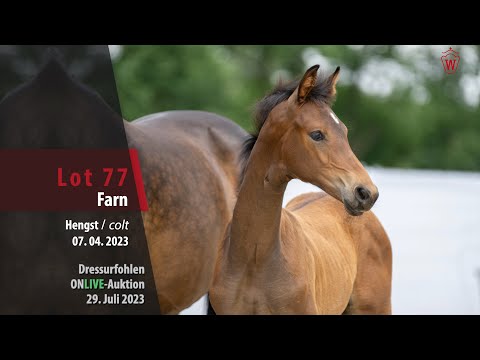 ONLIVE-AUKTION Lot 77 Farn Hengst v. Florida TN - Livaldon