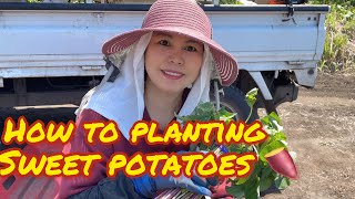 Part 1: How to Planting Japanese Sweet Potatoes 🍠