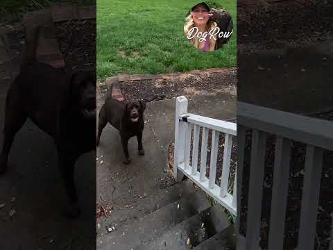 Chocolate Lab, Giant Slug, And Way To Many Deer! #shorts