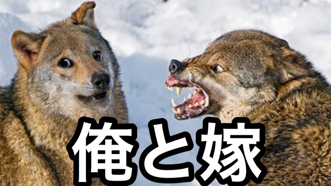 【衝撃】殿堂入りボケてがどころツッコミどころ満載だったｗｗｗ【ボケて】【ドラえもん】【吉田沙保里】【ぼけて】【ツッコミ】