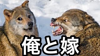 【衝撃】殿堂入りボケてがどころツッコミどころ満載だったｗｗｗ【ボケて】【ドラえもん】【吉田沙保里】【ぼけて】【ツッコミ】