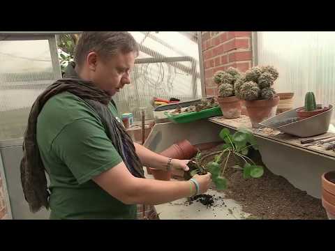 Ufopflanze pflegen und vermehren | MDR