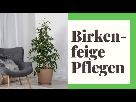 , title : 'Birkenfeige pflegen: So klappt es garantiert!'