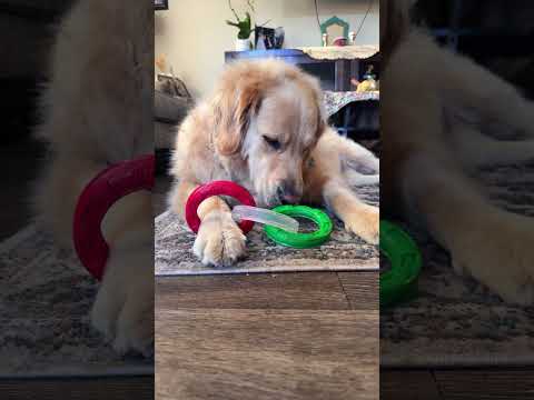 #music #dog #goldretriever #doglover #puppy #goldenretrieversclub #petowner #christmasgifts