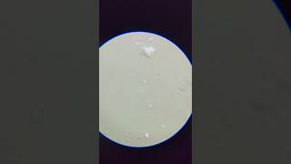 Download lagu yogurt bacteria under a microscope (1000x) mp3