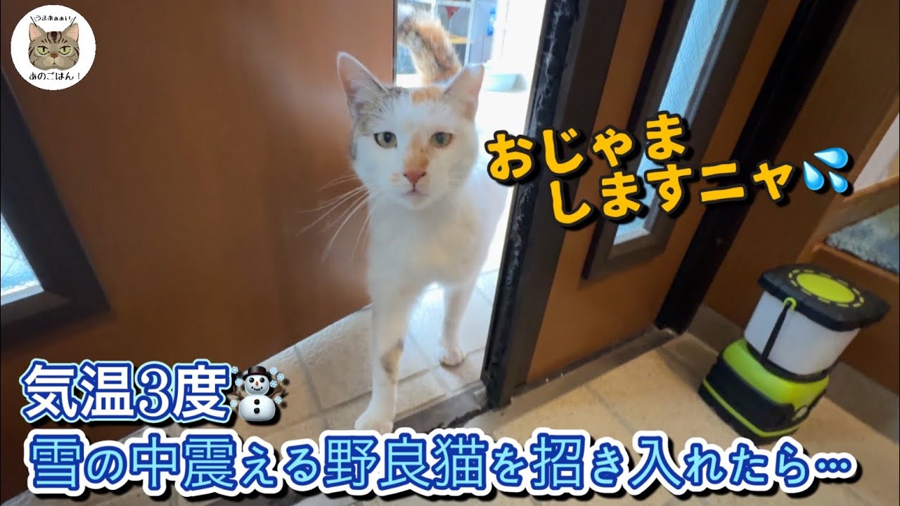 雪の中来た凍える野良猫さんを家に招き入れたら予想外過ぎました…