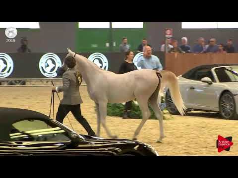 AL JAWHARA ALDANAT   SEWC 2018   Yearling Fillies Class 1A