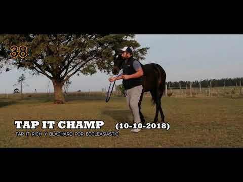 Lote TAP IT CHAMP