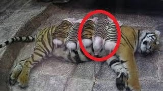 14 Unbelievable Animals Who Adopted Other Animals