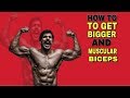 BICEPS को कैसे तगड़ा ओर MUSCULAR बनाए | Workout For Bigger And Muscular Biceps | RUBAL DHANKAR