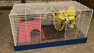 Assembling and reviewing the Ware Chew Proof Small Animal Cage (as a travel cage for pet rats)