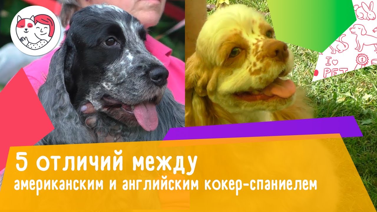 5 отличий между американским и английским кокер-спаниелем
