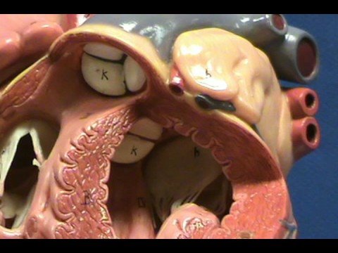 Heart Model II - Left Ventricle