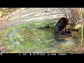 A Miracle - Tiny the Black Bear Appears at Lab Valley