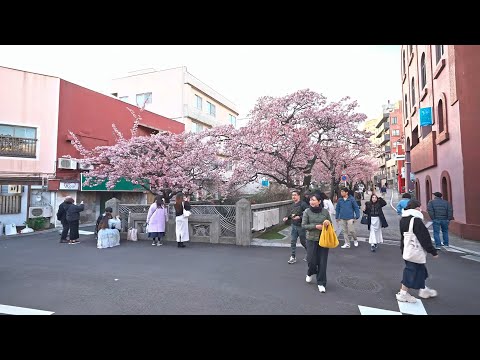 Early Sakura Bloom in Atami, Shizuoka - A Walk Through a Seaside City • 4K (Remastered)
