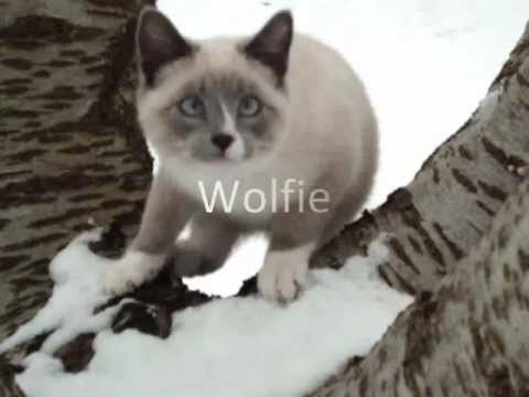 Hilarious Cat runs Sideways! - Introducing Wolfie
