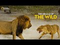 The Drama of the Wild | Savage Kingdom | हिन्दी | Full Episode | S4-E3 | National Geographic
