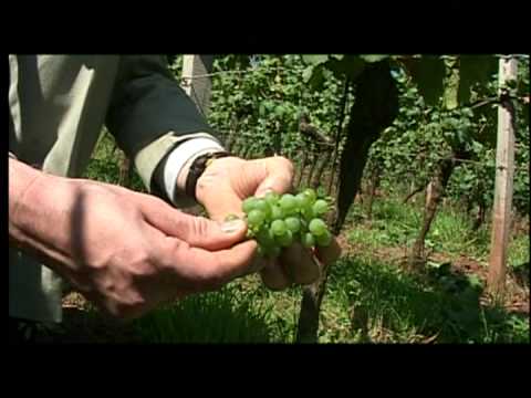 download lagu mp3 mp4 Nahe Wine Map, download lagu Nahe Wine Map gratis, unduh video klip Nahe Wine Map