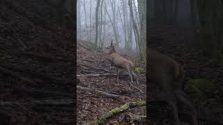 Das war der zweite Tag der CopterPro Drückjagd 2025!