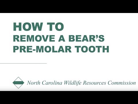 download lagu mp3 mp4 Black Bear Age By Teeth, download lagu Black Bear Age By Teeth gratis, unduh video klip Black Bear Age By Teeth