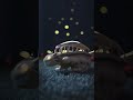 This Amazing Music Box Zoetrope Relaxing