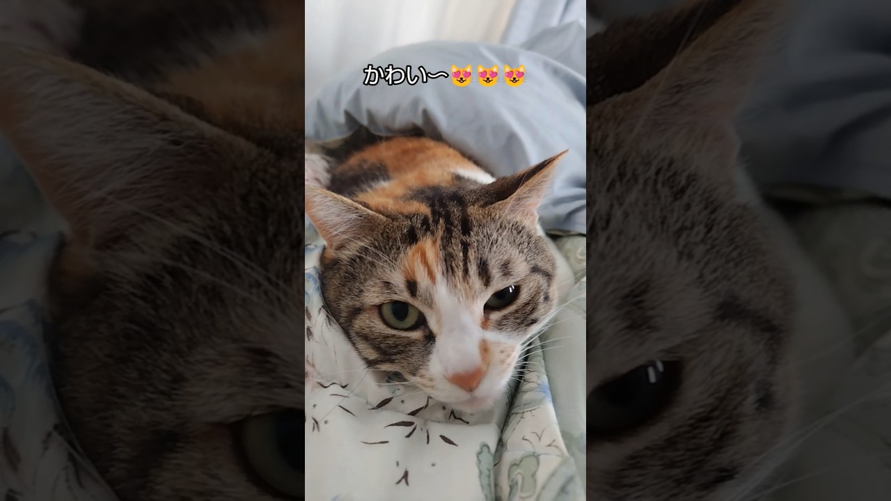 みーちゃんはどこ？　#子猫#保護猫#猫のいる暮らし