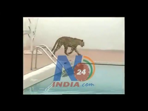 Leopard Attack In Vibgyor School In Marathalli, Bengaluru N24India