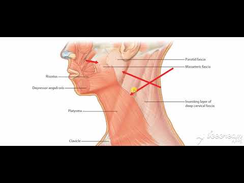 Parotid gland relations 7