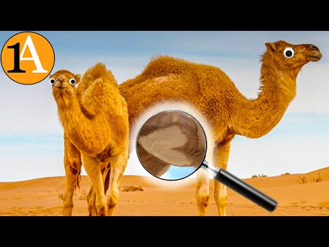 Kamele haben ein Herz am Bauch, aber warum?