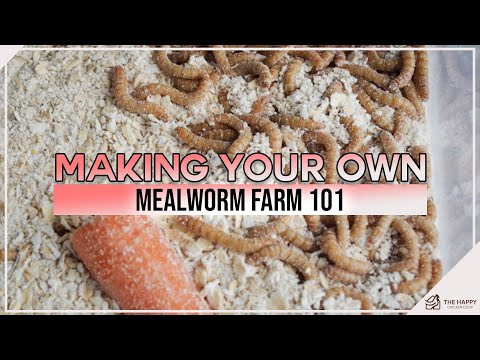 , title : 'Making Your Own Mealworm Farm 101'