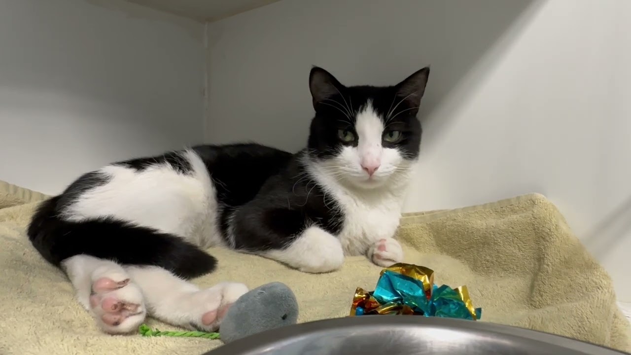 Enlarge Dakota , a ADOPTABLE Domestic Short Hair in Clifton, NJ video 2/6