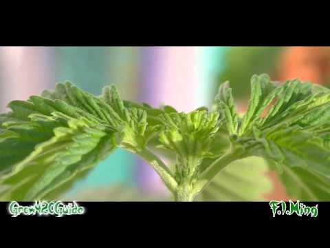 How to: F.I.M and Top your marijuana plant