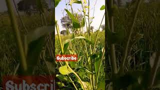 Download lagu How to grow Sarso सरस agriculture shorts vlo... mp3