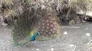 preview picture of video 'Peacocks at Parque Safari in Rancagua, Chile'