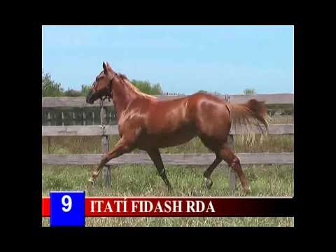 2015 - LOTE 9 - ITATÍ FIDASH RDA  - HARAS RINCON DEL AGUARA - LOS MONTEROS