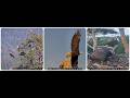 An sub adult eagle in the territory, Shadow brings three fish to Luna and Sandy 16.07.2026 @FOBBVCAM