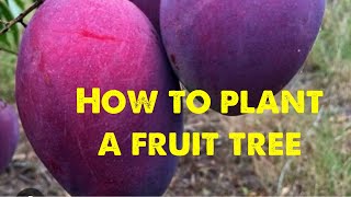 How to plant a fruit tree