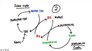 Vitamin B12 and Folate