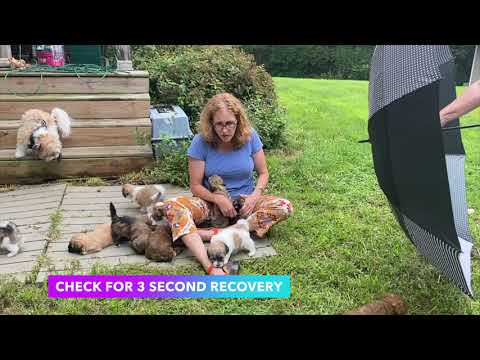 Temperament Testing Havanese Puppies | Sarah Says Pets