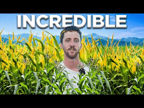 Ein Tag im ALL IOWA LAWN TENNIS CLUB