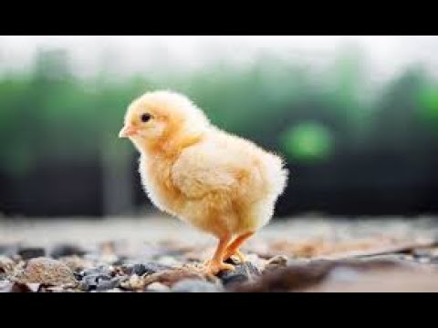 FABRICANDO POLLOS DE CORRAL, COREN. GALICIA CALIDADE (FABRICANDO MADE IN SPAIN).