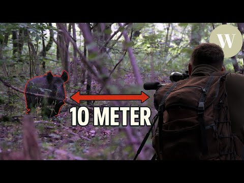 🔥 May hunting highlight: Red deer in sight & wild boar shot at 10 m! - WaldGeist